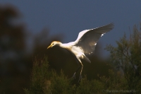 Hltavka chochlatá - Cattle Egret