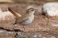 Žltorítka ryšavá - Cercotrichas galactotes - Rufous Bush Robin