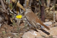 Žltorítka ryšavá - Cercotrichas galactotes - Rufous Bush Robin