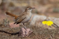 Žltorítka ryšavá - Cercotrichas galactotes - Rufous Bush Robin