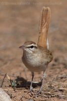 Žltorítka ryšavá - Cercotrichas galactotes - Rufous Bush Robin