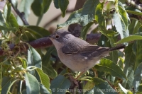 Penica fúzatá - Sylvia cantillans - Subalpine Warbler