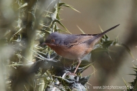 Penica fúzatá - Sylvia cantillans - Subalpine Warbler