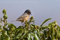 Penica fúzatá - Sylvia cantillans - Subalpine Warbler