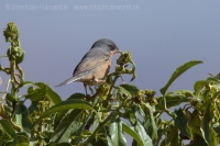 Penica fúzatá - Sylvia cantillans - Subalpine Warbler
