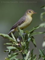Sedmohlások švitorivý - Hyppolais polyglotta - Melodious Warbler