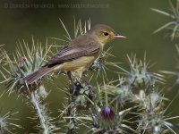 Sedmohlások švitorivý - Hyppolais polyglotta - Melodious Warbler
