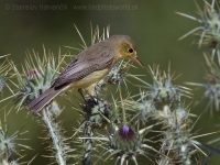 Sedmohlások švitorivý - Hyppolais polyglotta - Melodious Warbler