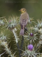 Sedmohlások švitorivý - Hyppolais polyglotta - Melodious Warbler