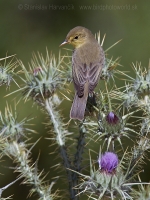 Sedmohlások švitorivý - Hyppolais polyglotta - Melodious Warbler