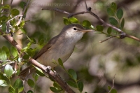 Sedmohlások širokozobý - Iduna opaca - Isabelline Warbler