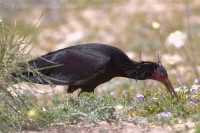 Ibis skalný - Geronticus eremita - Bald Ibis
