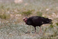 Ibis skalný - Geronticus eremita - Bald Ibis
