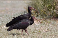 Ibis skalný - Geronticus eremita - Bald Ibis