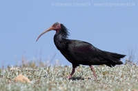Ibis skalný - Geronticus eremita - Bald Ibis