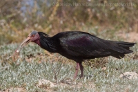 Ibis skalný - Geronticus eremita - Bald Ibis