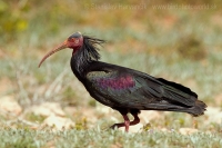 Ibis skalný - Geronticus eremita - Bald Ibis