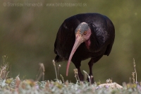 Ibis skalný - Geronticus eremita - Bald Ibis