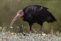 Ibis skalný - Geronticus eremita - Bald Ibis