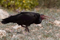 Ibis skalný - Geronticus eremita - Bald Ibis