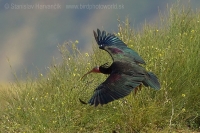 Ibis skalný - Geronticus eremita - Bald Ibis