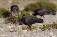 Ibis skalný - Geronticus eremita - Bald Ibis