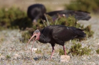 Ibis skalný - Geronticus eremita - Bald Ibis