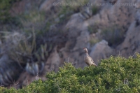 Kuropta skalná - Alectoris barbara - Barbary Partridge