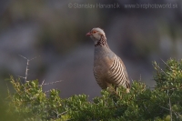 Kuropta skalná - Alectoris barbara - Barbary Partridge