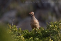 Kuropta skalná - Alectoris barbara - Barbary Partridge
