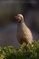 Kuropta skalná - Alectoris barbara - Barbary Partridge