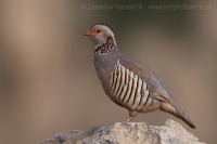 Kuropta skalná - Alectoris barbara - Barbary Partridge