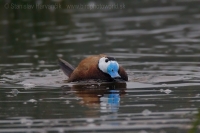 Potápnica bielohlavá - Oxyura leucocephala - White-headed Duck