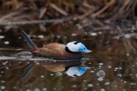 Potápnica bielohlavá - Oxyura leucocephala - White-headed Duck