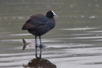 Lyska hrebenatá - Fulica cristata - Red-knobbed Coot