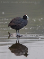 Lyska hrebenatá - Fulica cristata - Red-knobbed Coot