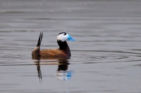 Potápnica bielohlavá - Oxyura leucocephala - White-headed Duck