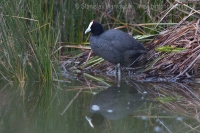 Lyska hrebenatá - Fulica cristata - Red-knobbed Coot