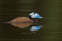 Potápnica bielohlavá - Oxyura leucocephala - White-headed Duck