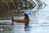 Potápnica bielohlavá - Oxyura leucocephala - White-headed Duck