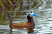 Potápnica bielohlavá - Oxyura leucocephala - White-headed Duck