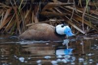 Potápnica bielohlavá - Oxyura leucocephala - White-headed Duck