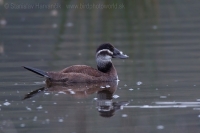 Potápnica bielohlavá - Oxyura leucocephala - White-headed Duck