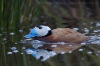 Potápnica bielohlavá - Oxyura leucocephala - White-headed Duck