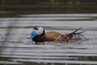 Potápnica bielohlavá - Oxyura leucocephala - White-headed Duck