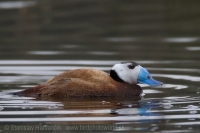 Potápnica bielohlavá - Oxyura leucocephala - White-headed Duck