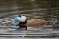 Potápnica bielohlavá - Oxyura leucocephala - White-headed Duck