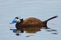 Potápnica bielohlavá - Oxyura leucocephala - White-headed Duck