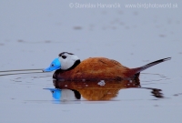 Potápnica bielohlavá - Oxyura leucocephala - White-headed Duck