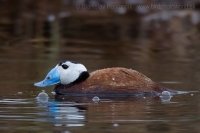 Potápnica bielohlavá - Oxyura leucocephala - White-headed Duck